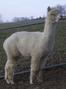 Peruvian Aurelio