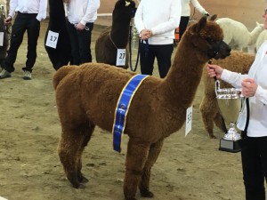 Supreme champion huacaya 2017 - Angermannas Barney